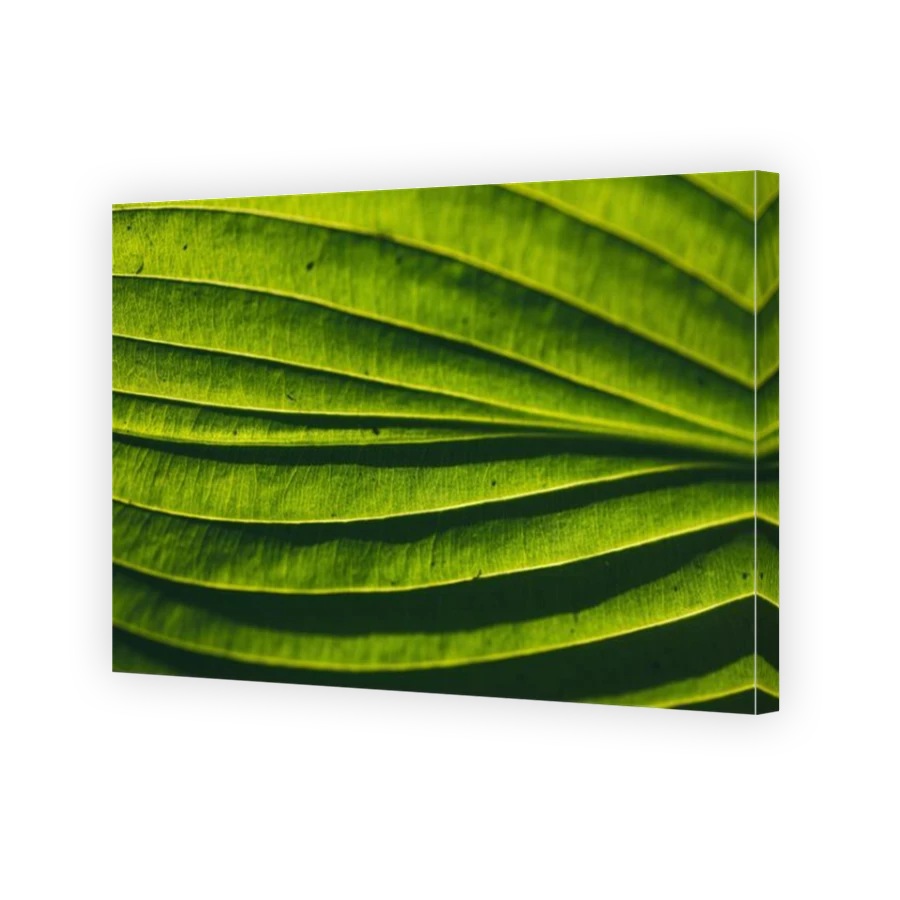 Thumbnail for Canvas - Mirror Image Canvas Wrap