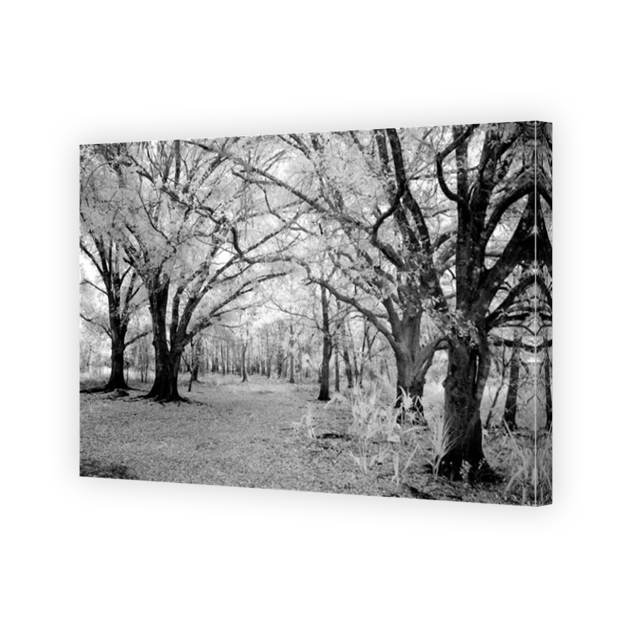Thumbnail for Canvas - Mirror Image Canvas Wrap