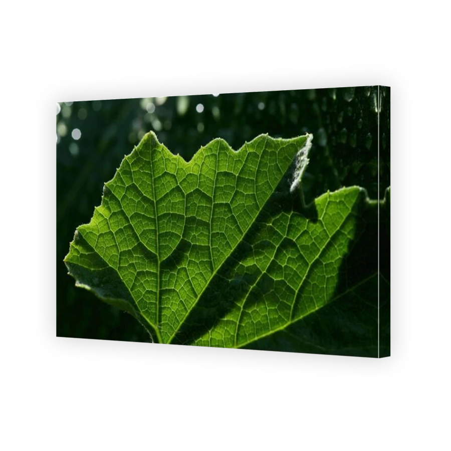 Thumbnail for Canvas - Mirror Image Canvas Wrap