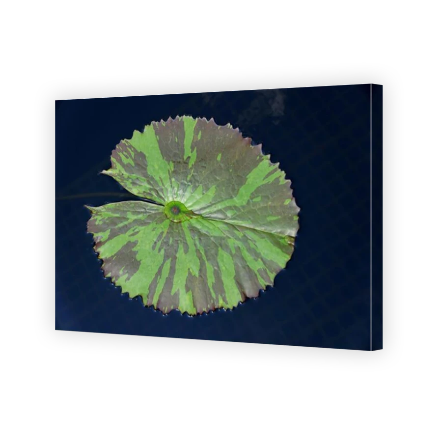 Thumbnail for Canvas - Mirror Image Canvas Wrap