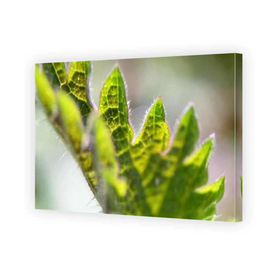 Thumbnail for Canvas - Mirror Image Canvas Wrap