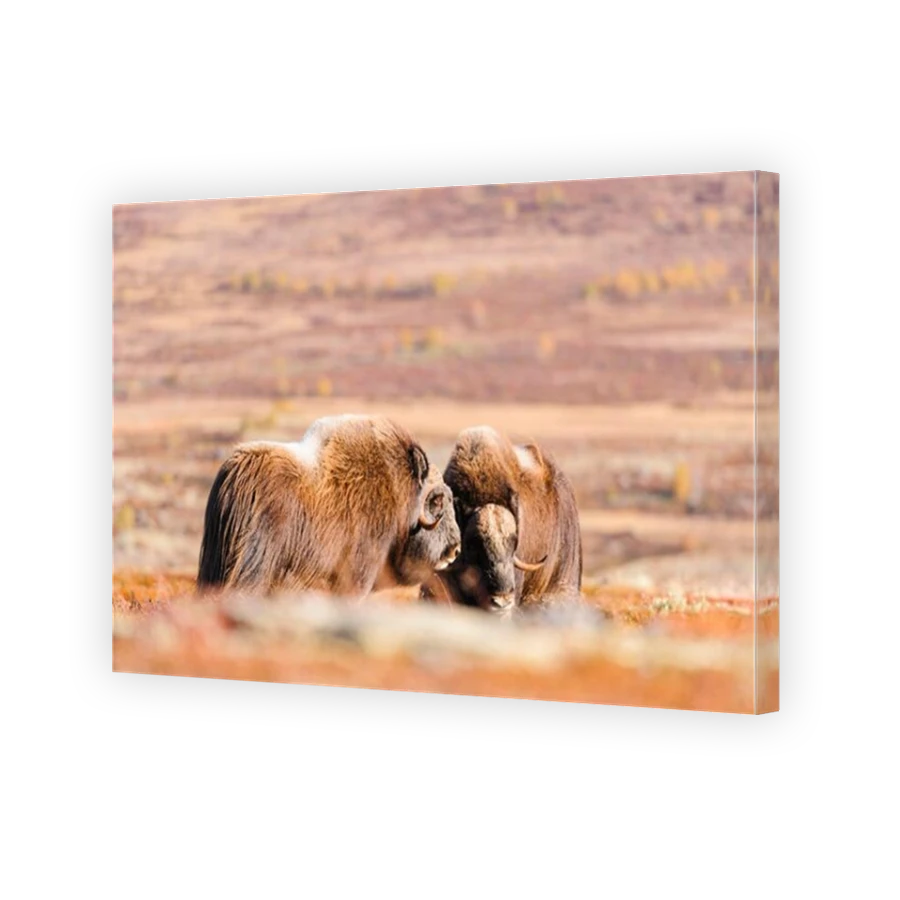 Thumbnail for Canvas - Mirror Image Canvas Wrap