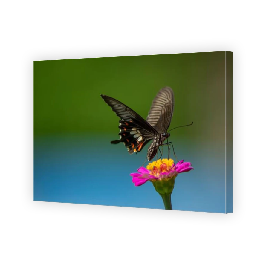 Thumbnail for Canvas - Mirror Image Canvas Wrap