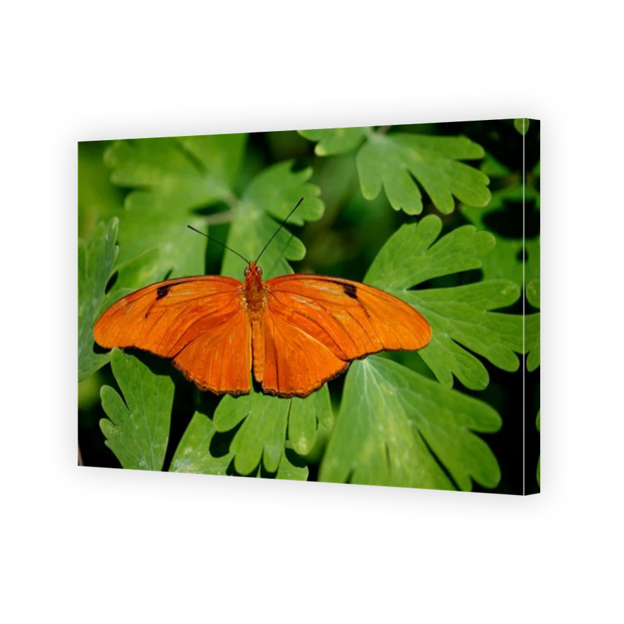 Thumbnail for Canvas - Mirror Image Canvas Wrap