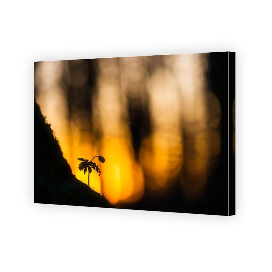 Thumbnail for Canvas - Mirror Image Canvas Wrap