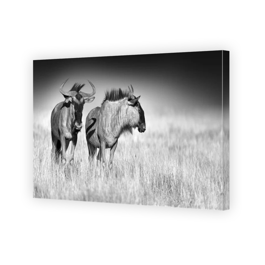 Thumbnail for Canvas - Mirror Image Canvas Wrap