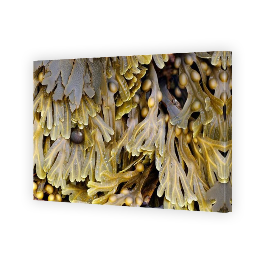 Thumbnail for Canvas - Mirror Image Canvas Wrap