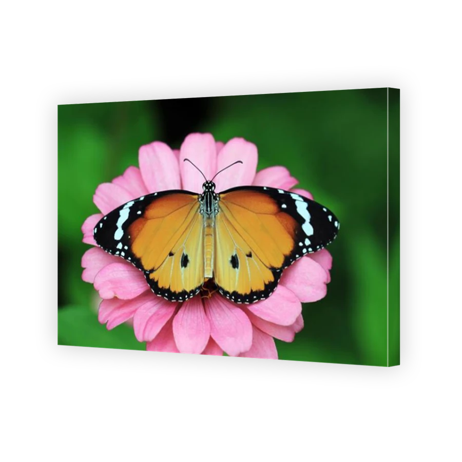 Thumbnail for Canvas - Mirror Image Canvas Wrap