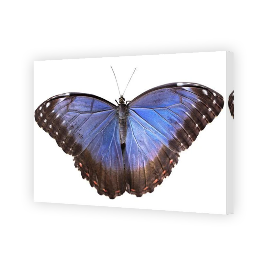 Thumbnail for Canvas - Mirror Image Canvas Wrap
