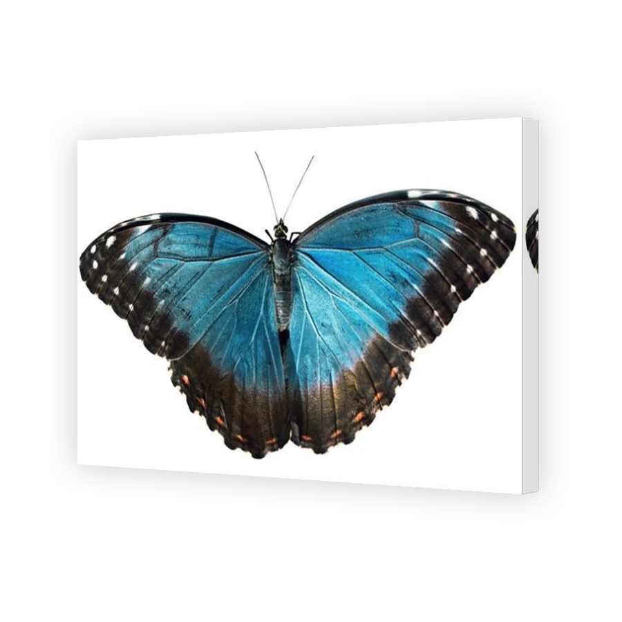 Thumbnail for Canvas - Mirror Image Canvas Wrap