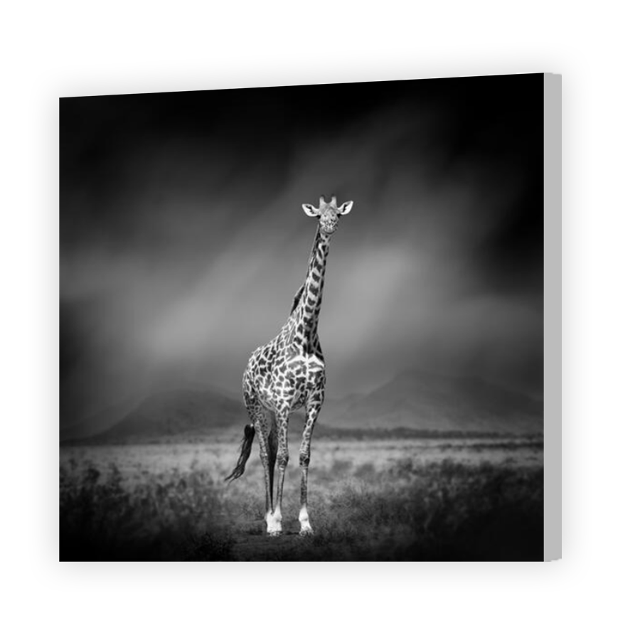 Thumbnail for Canvas - Coloured Canvas Wrap