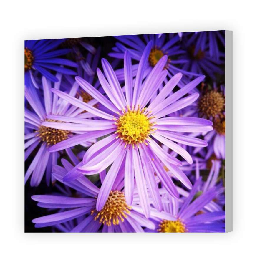 Thumbnail for Canvas - Coloured Canvas Wrap