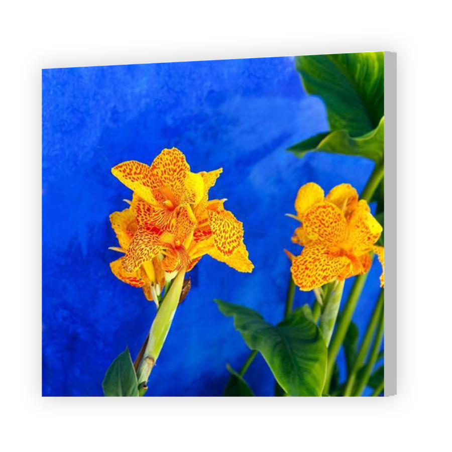 Thumbnail for Canvas - Coloured Canvas Wrap