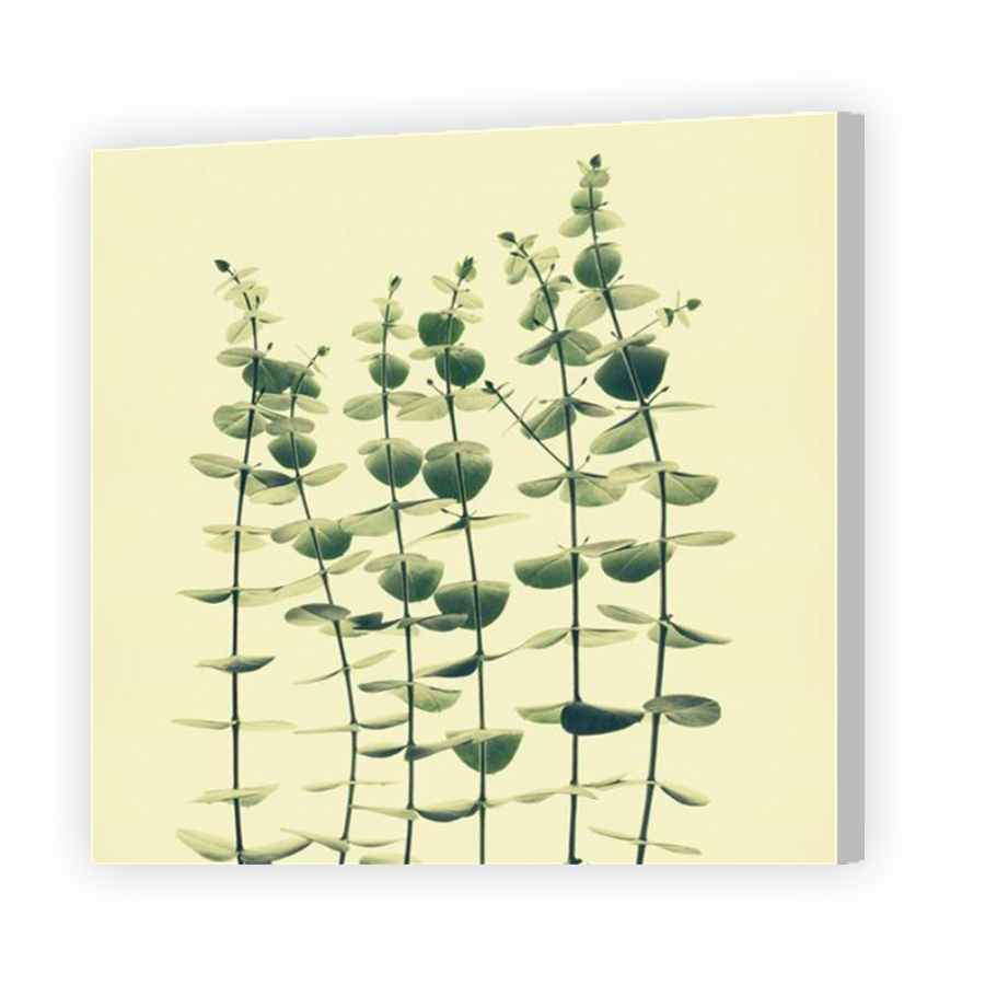 Thumbnail for Canvas - Coloured Canvas Wrap