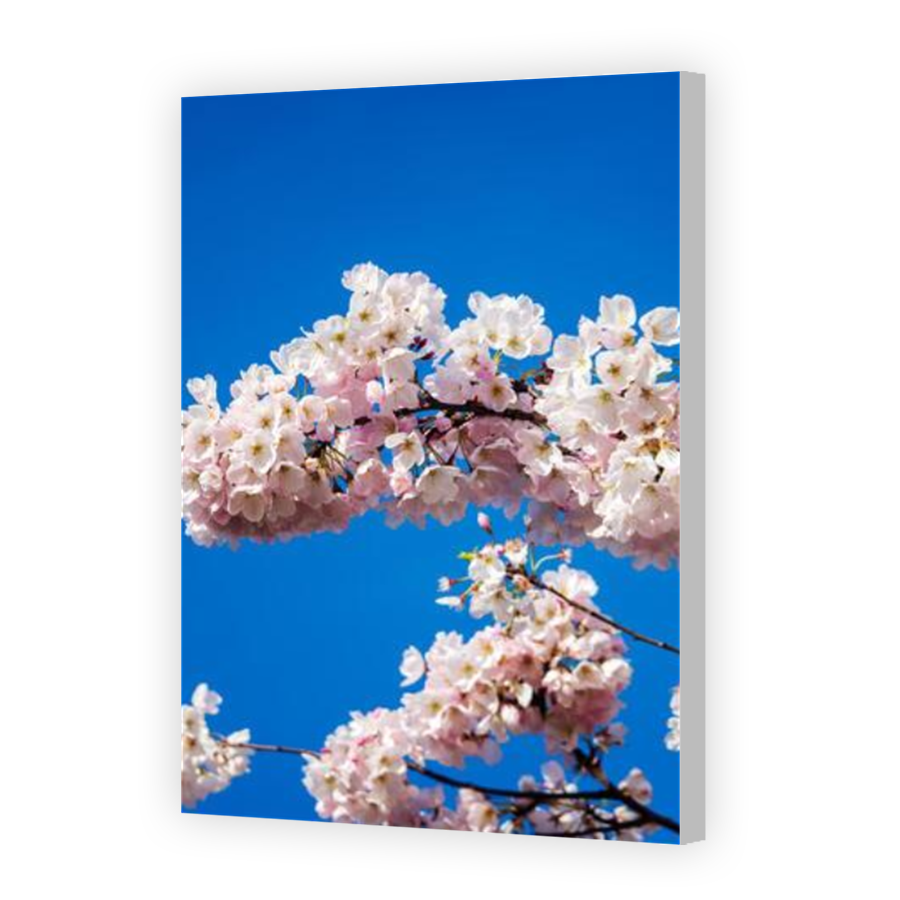 Thumbnail for Canvas - Coloured Canvas Wrap