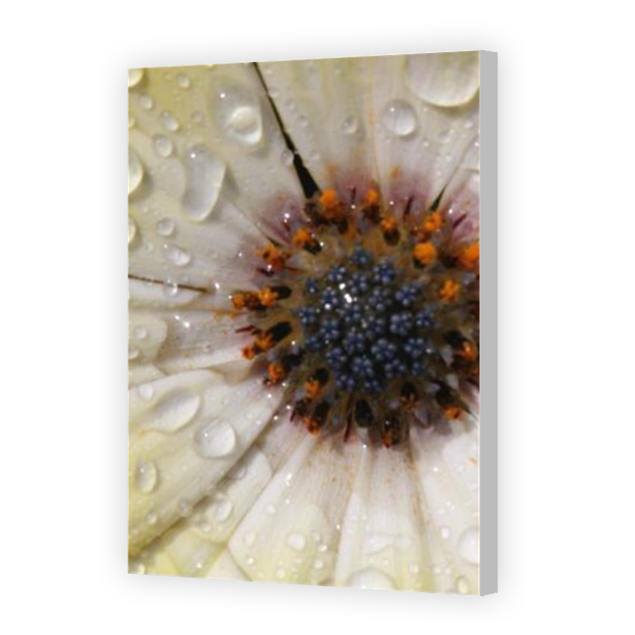 Thumbnail for Canvas - Coloured Canvas Wrap