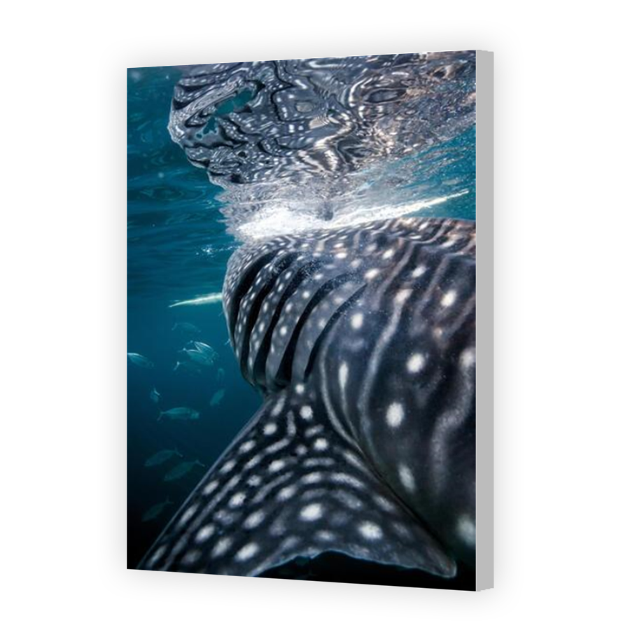 Thumbnail for Canvas - Coloured Canvas Wrap