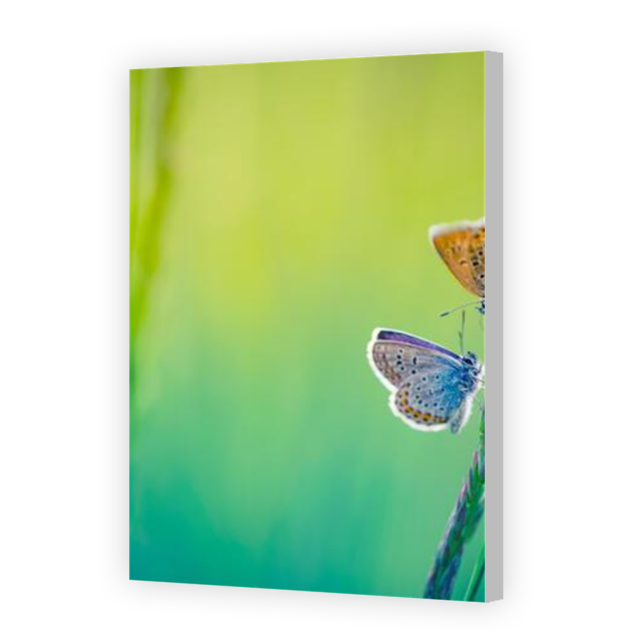Thumbnail for Canvas - Coloured Canvas Wrap