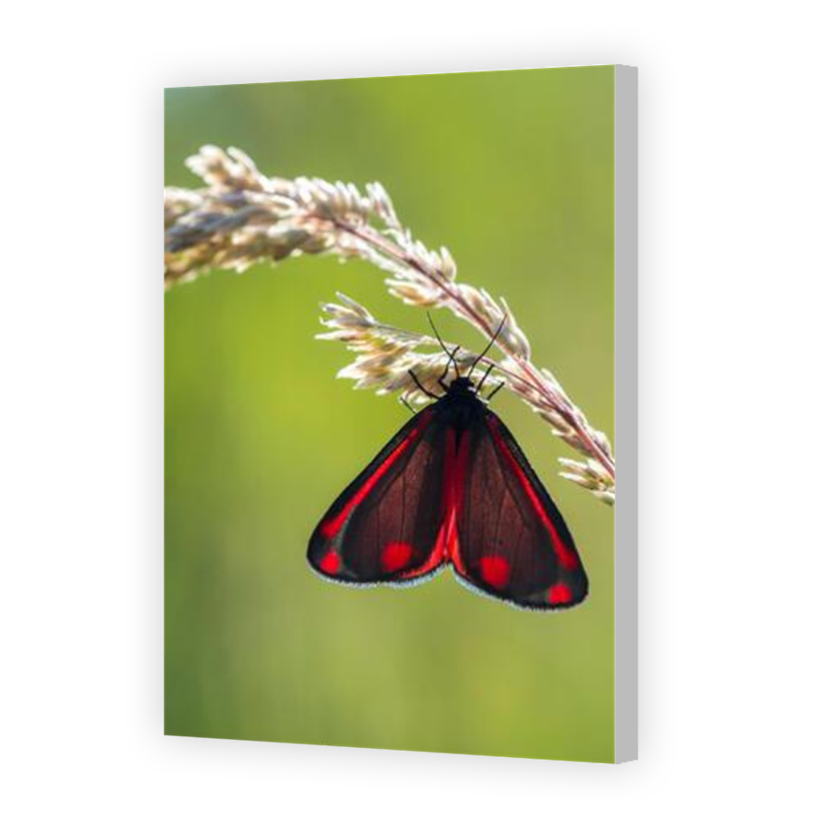 Thumbnail for Canvas - Coloured Canvas Wrap