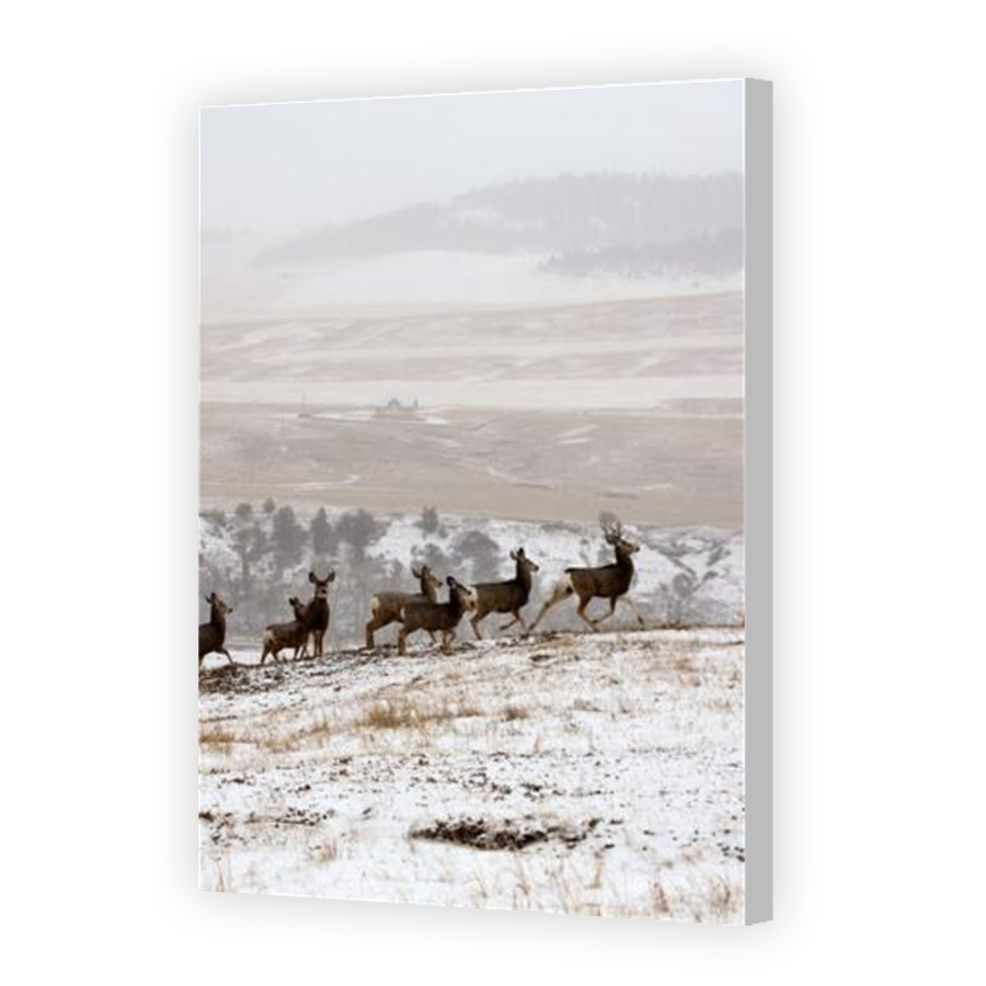 Thumbnail for Canvas - Coloured Canvas Wrap