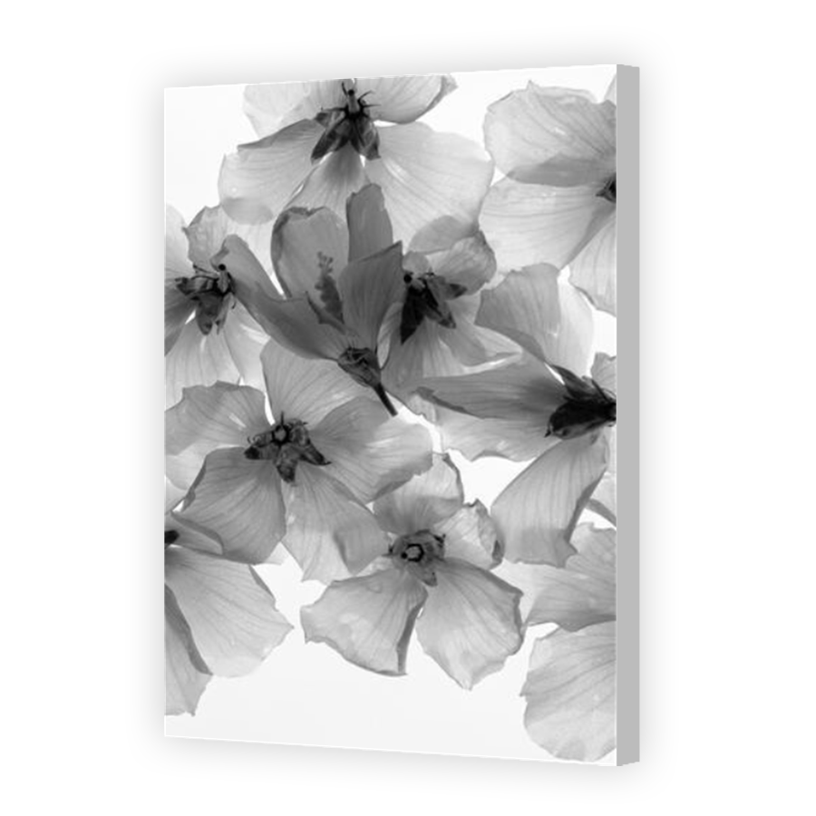 Thumbnail for Canvas - Coloured Canvas Wrap