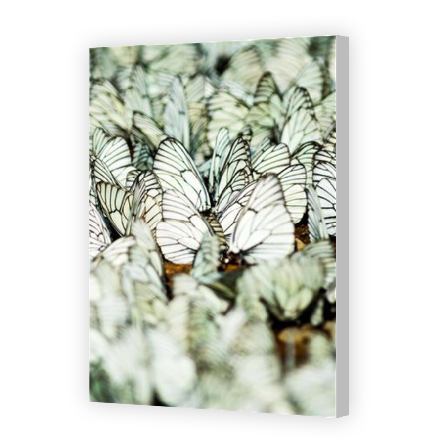 Thumbnail for Canvas - Coloured Canvas Wrap
