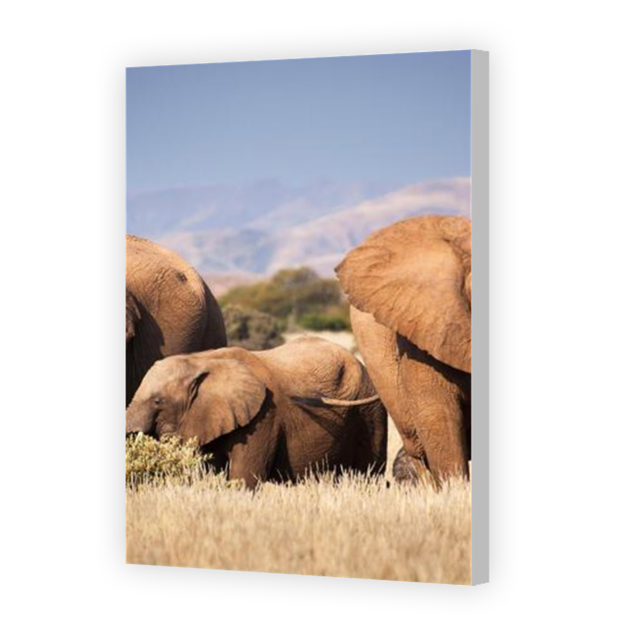 Thumbnail for Canvas - Coloured Canvas Wrap