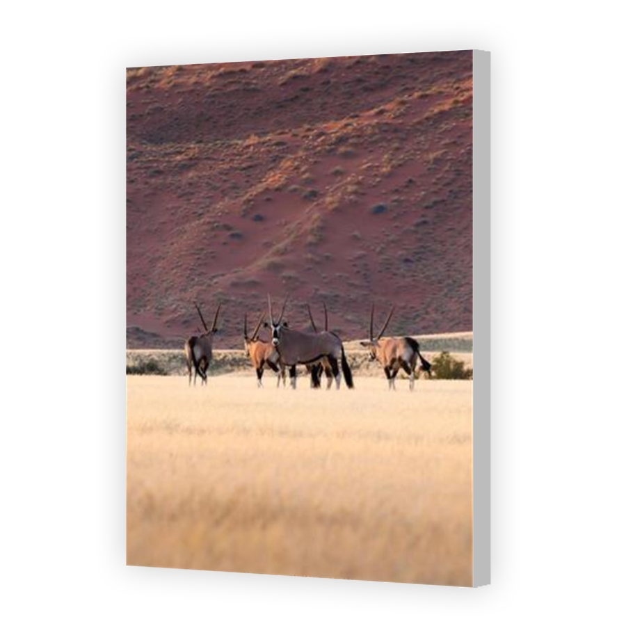 Thumbnail for Canvas - Coloured Canvas Wrap