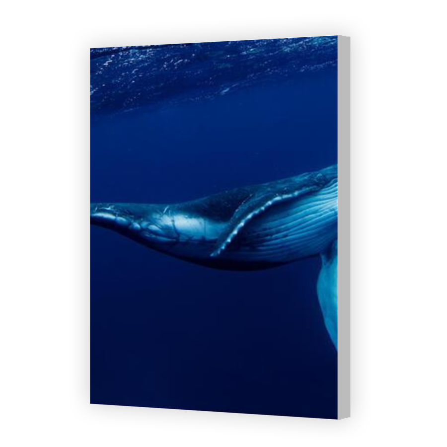 Thumbnail for Canvas - Coloured Canvas Wrap