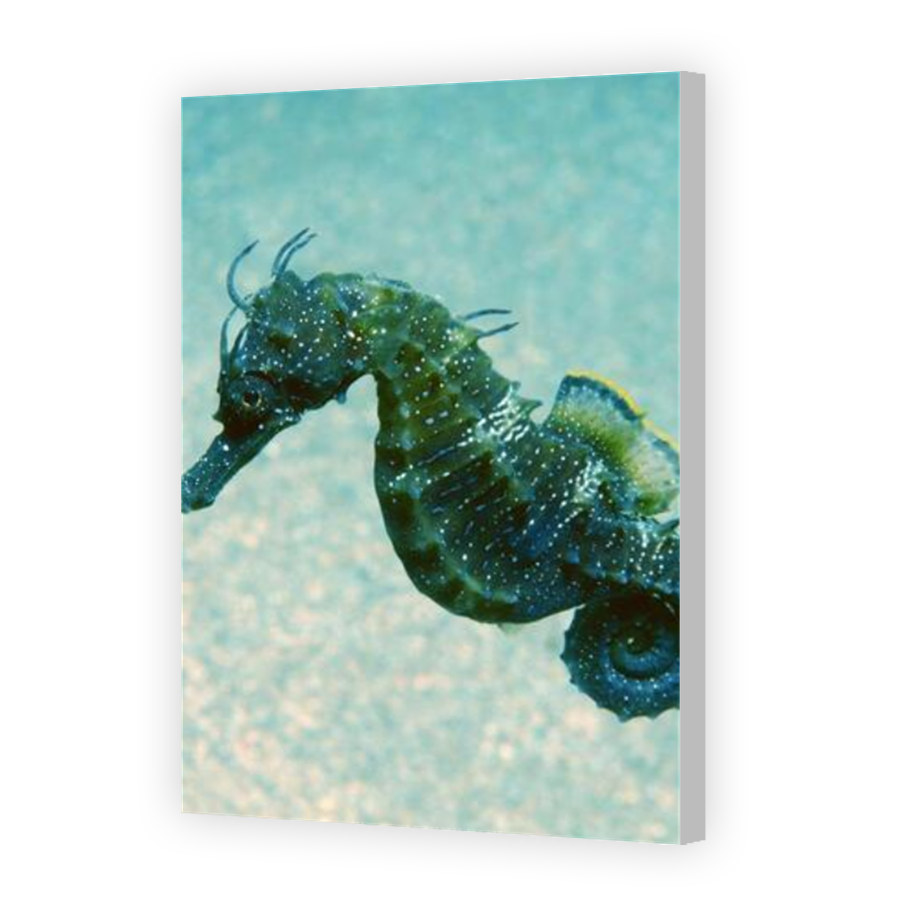 Thumbnail for Canvas - Coloured Canvas Wrap