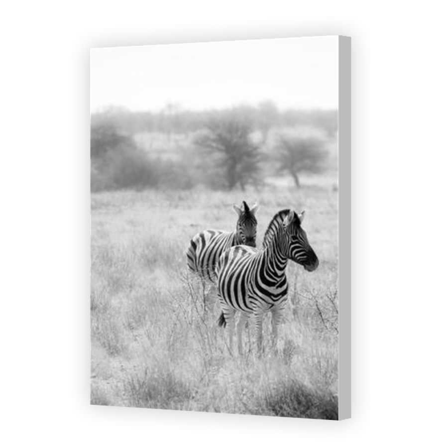 Thumbnail for Canvas - Coloured Canvas Wrap
