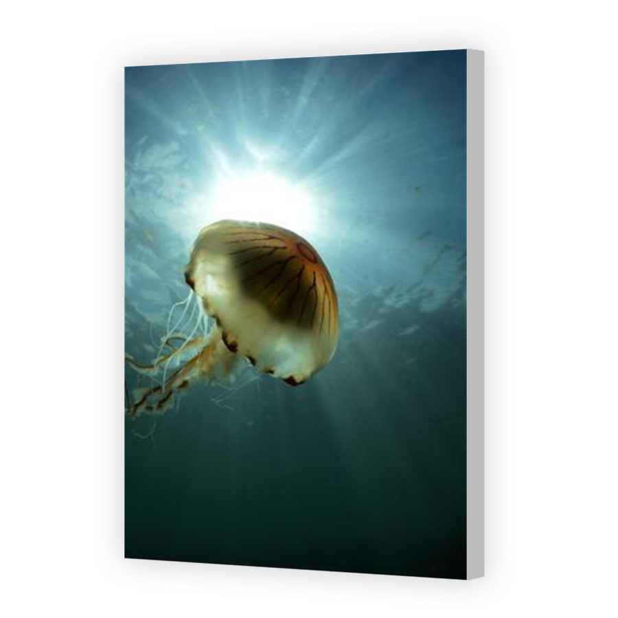 Thumbnail for Canvas - Coloured Canvas Wrap