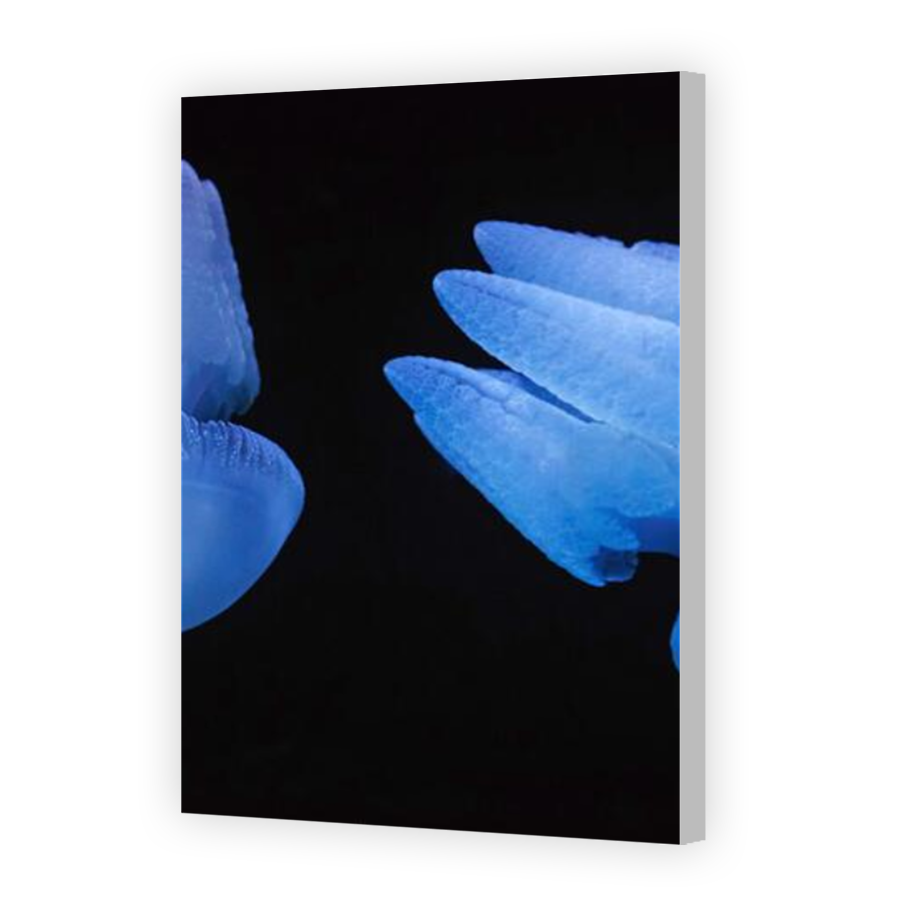 Thumbnail for Canvas - Coloured Canvas Wrap