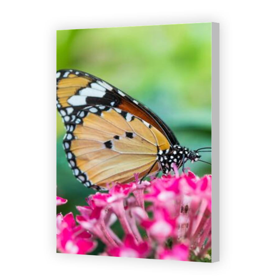 Thumbnail for Canvas - Coloured Canvas Wrap