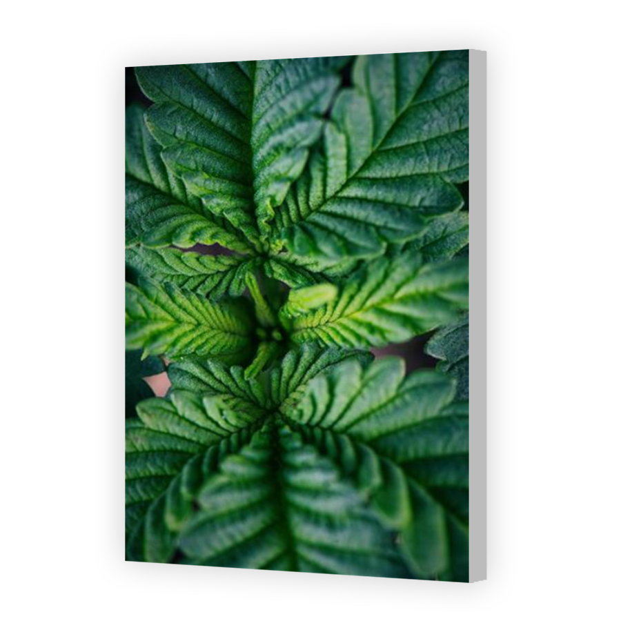 Thumbnail for Canvas - Coloured Canvas Wrap