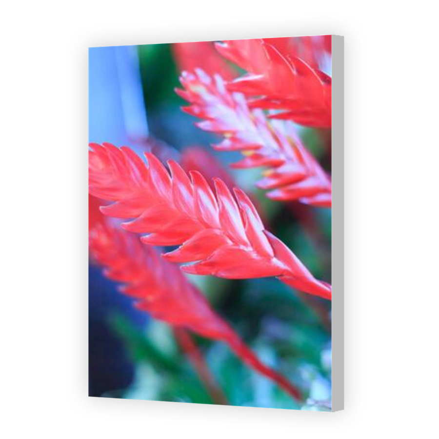 Thumbnail for Canvas - Coloured Canvas Wrap