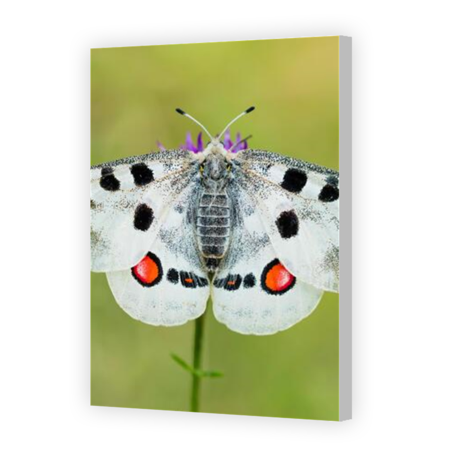 Thumbnail for Canvas - Coloured Canvas Wrap