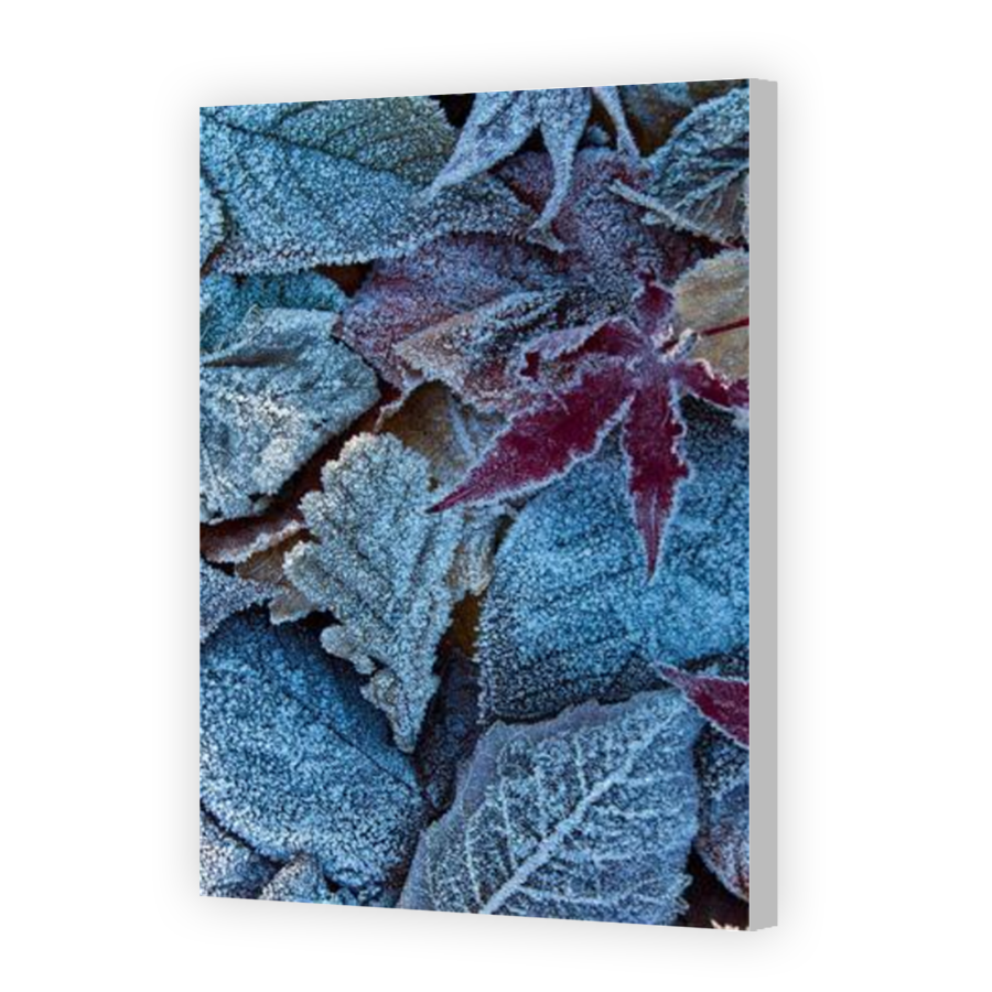 Thumbnail for Canvas - Coloured Canvas Wrap
