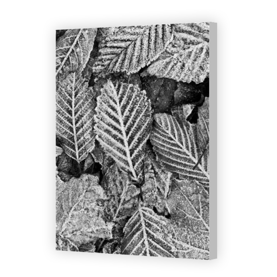 Thumbnail for Canvas - Coloured Canvas Wrap