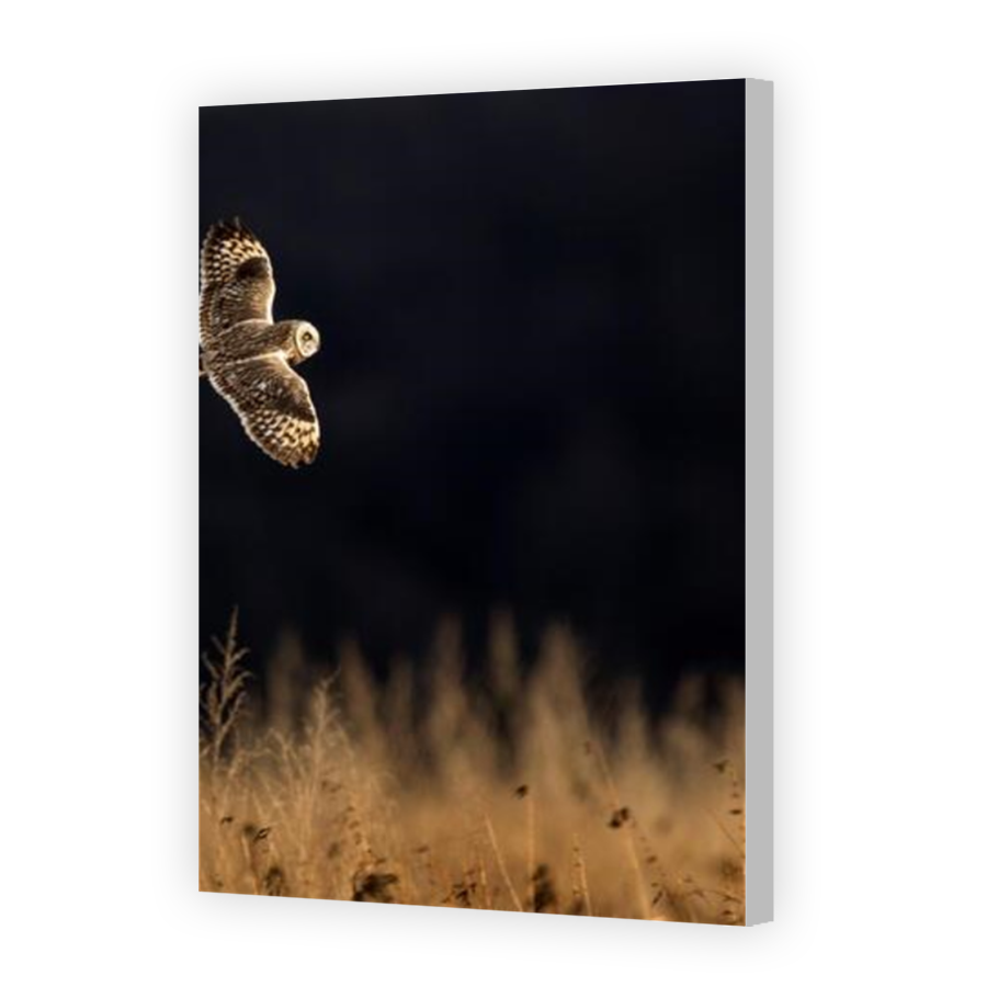 Thumbnail for Canvas - Coloured Canvas Wrap
