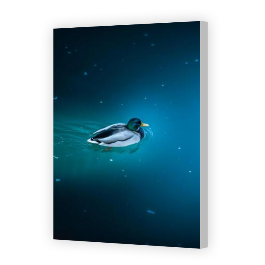 Thumbnail for Canvas - Coloured Canvas Wrap