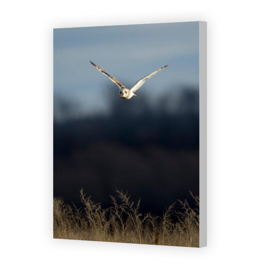 Thumbnail for Canvas - Coloured Canvas Wrap