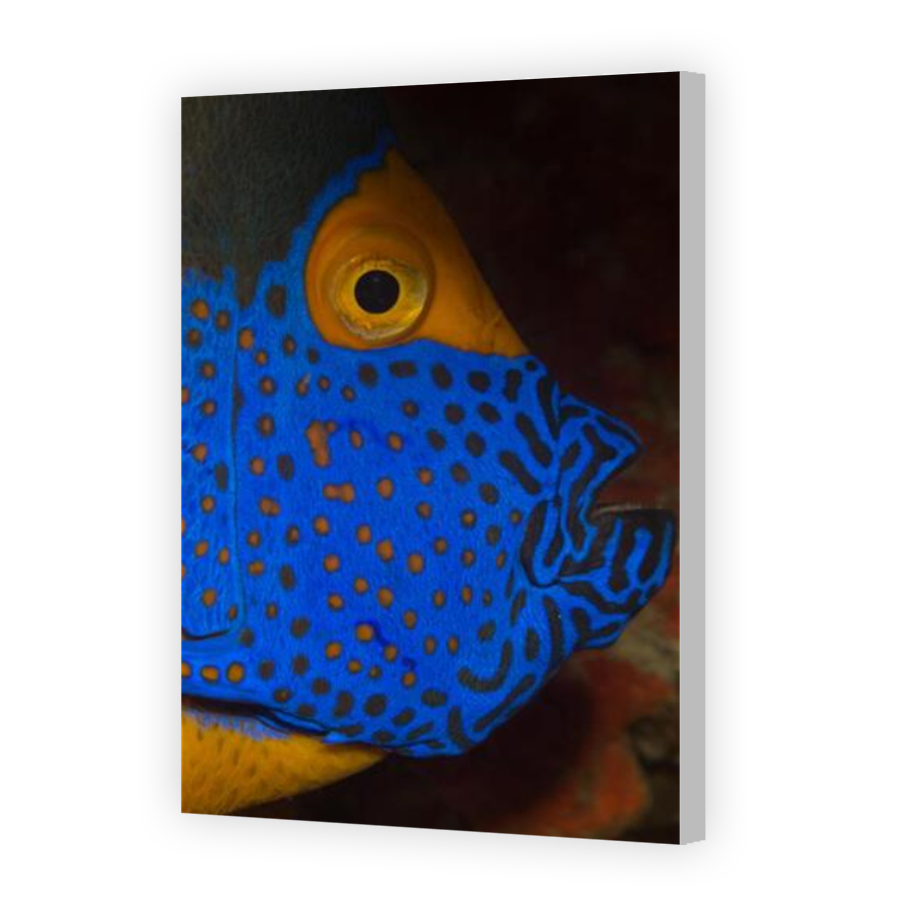 Thumbnail for Canvas - Coloured Canvas Wrap