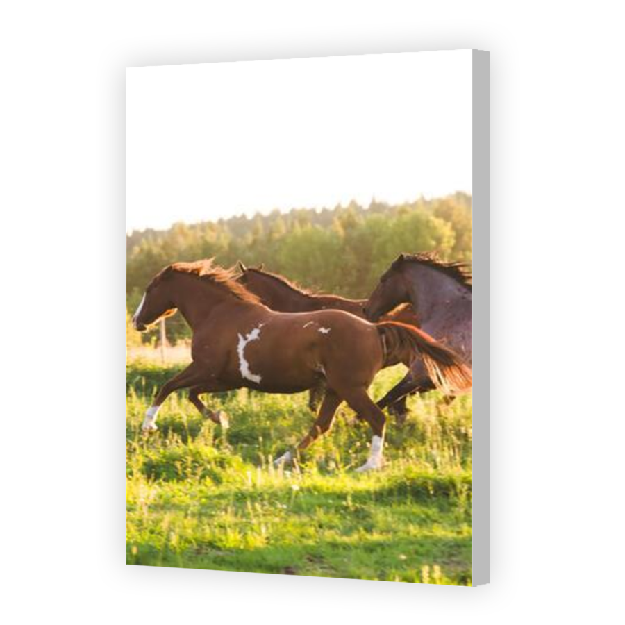 Thumbnail for Canvas - Coloured Canvas Wrap