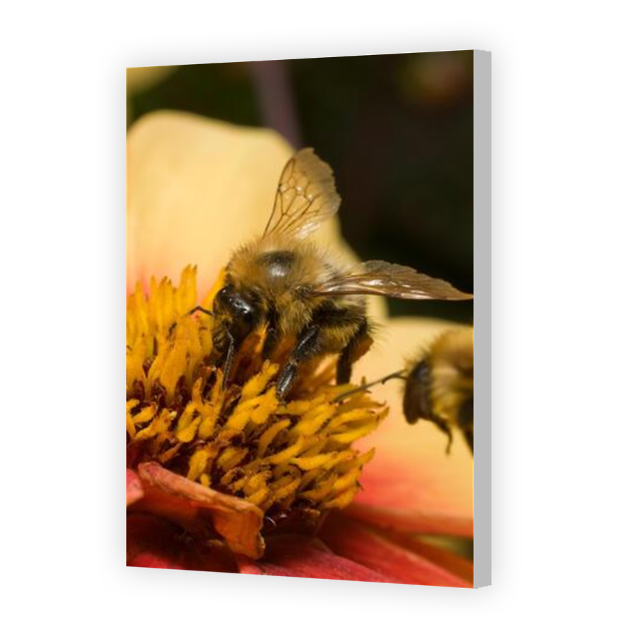 Thumbnail for Canvas - Coloured Canvas Wrap