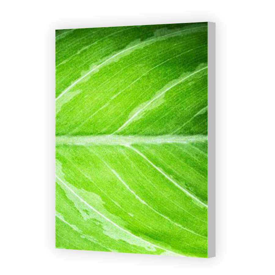 Thumbnail for Canvas - Coloured Canvas Wrap