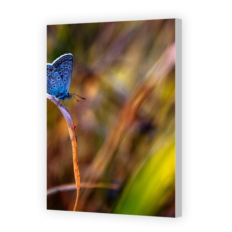 Thumbnail for Canvas - Coloured Canvas Wrap