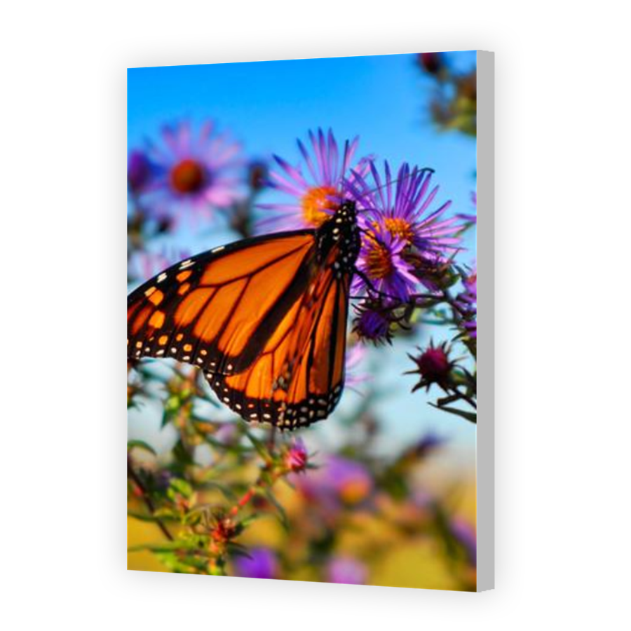 Thumbnail for Canvas - Coloured Canvas Wrap