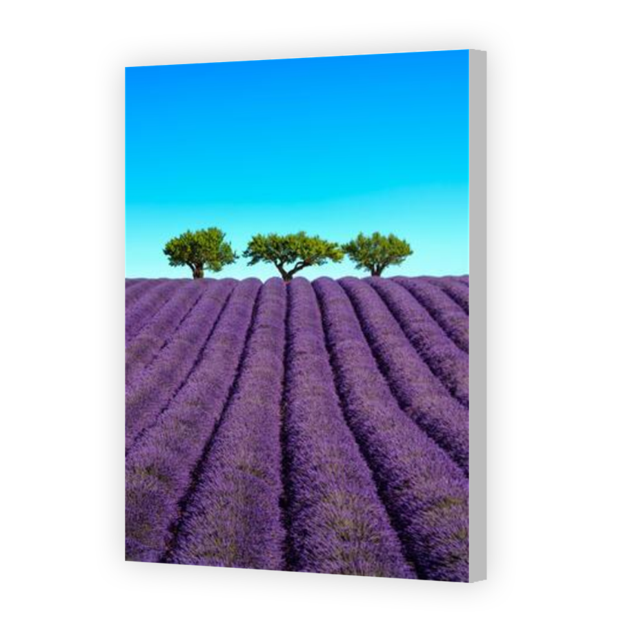 Thumbnail for Canvas - Coloured Canvas Wrap