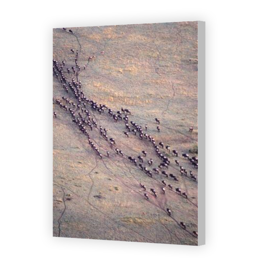 Thumbnail for Canvas - Coloured Canvas Wrap